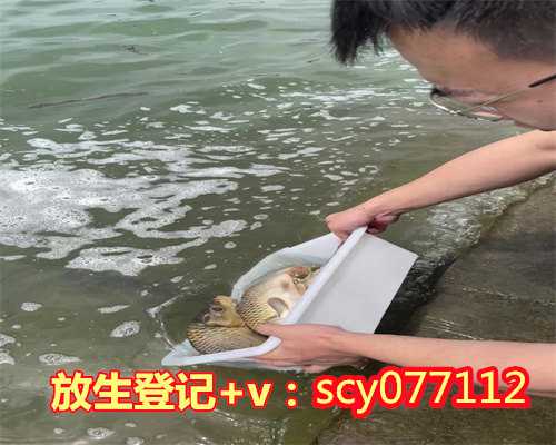 惠州泥鳅能放生吗,惠州放生团队,惠州长安河可以放生鲶鱼吗