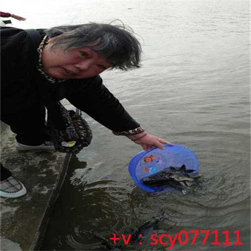 广州放生群2023年，红色鲤鱼放生求姻缘